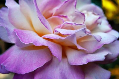 Close-up of pink rose blooming