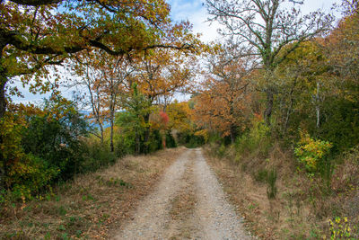 Road amidst trees in forest during autumn