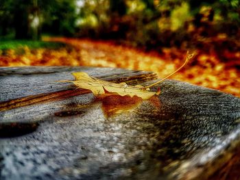 Close-up of insect on tree
