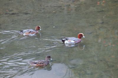 High angle view of ducks swimming in lake