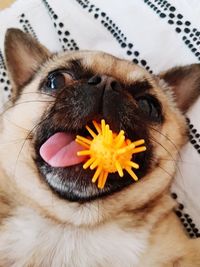 Close-up of dog on flower