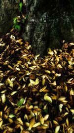 Close-up of leaves growing on tree trunk