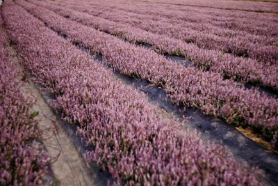 Scenic view of lavender field