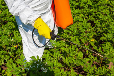Farmer wearing protective clothing spraying vegetables with glyphosate herbicide or pesticide