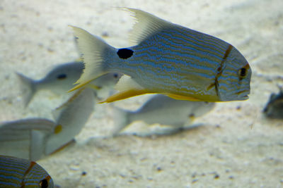 Close-up of fish on beach