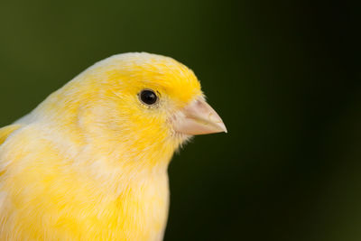 Close-up of a bird