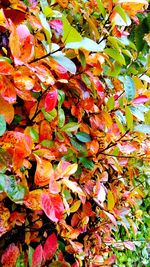 Close-up of maple leaves on tree during autumn