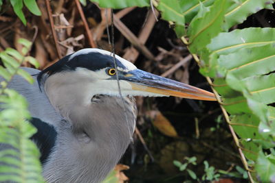 Close-up of a bird