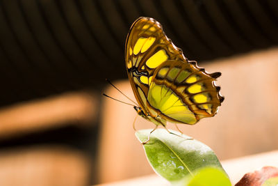 Close-up of butterfly perching on yellow leaf