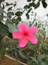 Close-up of pink flower