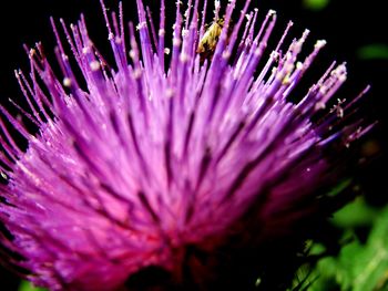 Close-up of insect on purple thistle