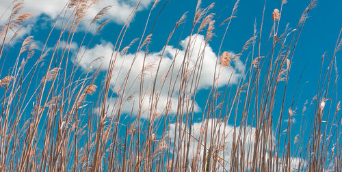 Close-up of dry reeds against sky and clouds