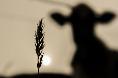 Close-up of silhouette plant against blurred background