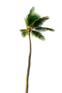 Close-up of coconut palm tree against clear sky