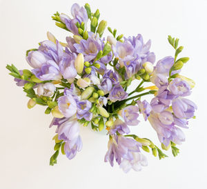 Close-up of flowering plant against white background