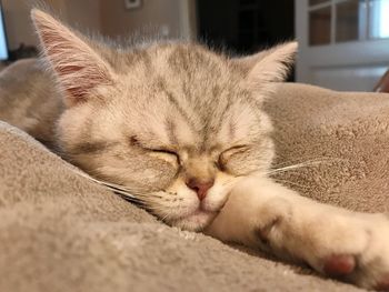 Close-up of cat sleeping