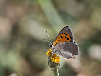 Small cooper butterfly, lycaena phlaeas, on a flower near xàtiva, valencia, spain 