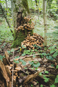 Close-up of mushrooms growing on tree trunk