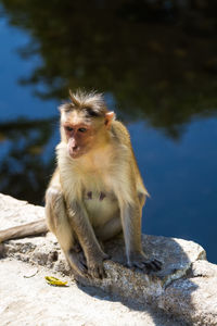 High angle view of monkey on retaining wall against lake