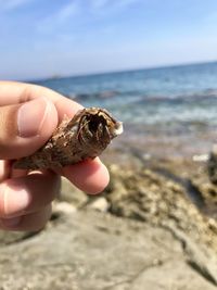 Cropped image of hand holding a shell