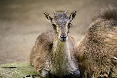 Portrait of deer