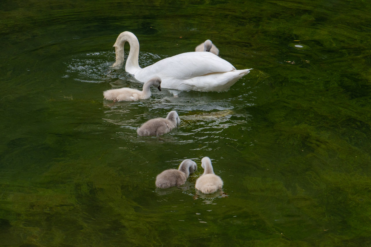 SWAN IN A LAKE