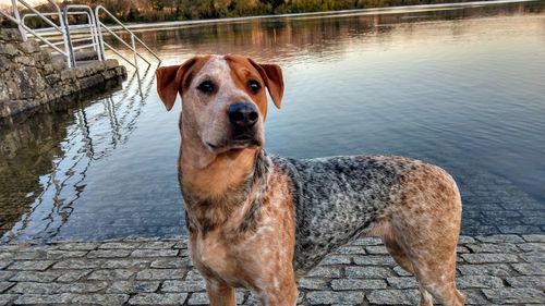 Portrait of dog standing in lake