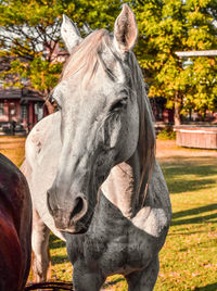 Close-up of a horse