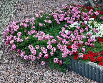 High angle view of pink flowering plants in park