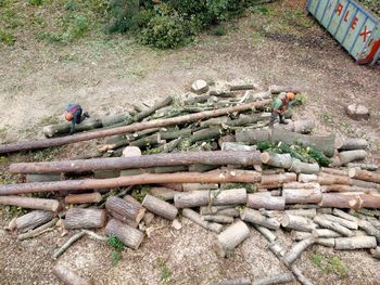 Stack of logs in tree