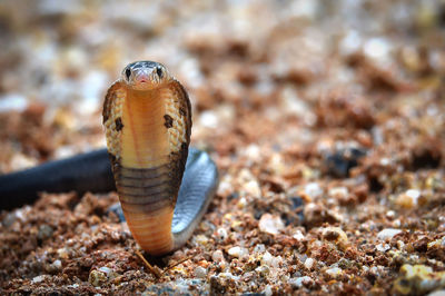 Close-up of lizard on rock