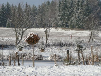 Frozen plants and trees during winter