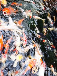 High angle view of koi carps swimming in pond