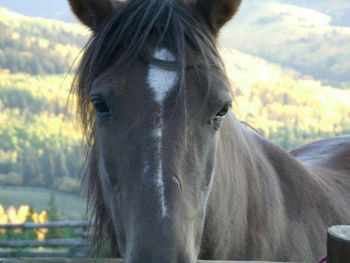 Close-up of horse