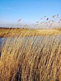 View of stalks in field against blue sky