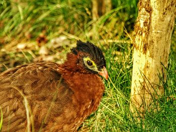 Side view of bird