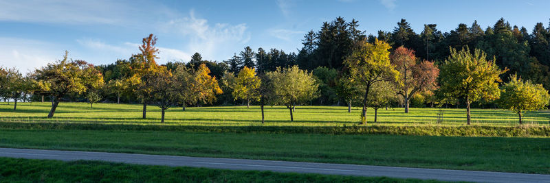 Trees on field against sky during autumn