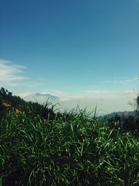 Scenic view of grassy field against cloudy sky