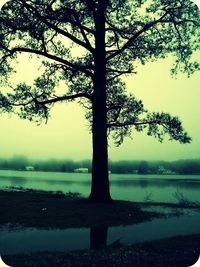 Reflection of trees in lake