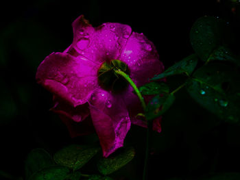 Close-up of flower over black background