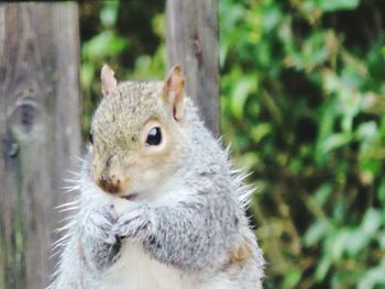 Close-up of squirrel
