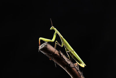 Close-up of insect against black background