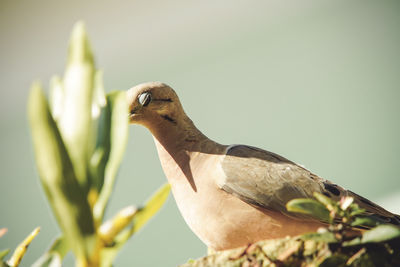 Close-up of bird perching on a plant