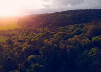 Scenic view of forest against sky during sunset