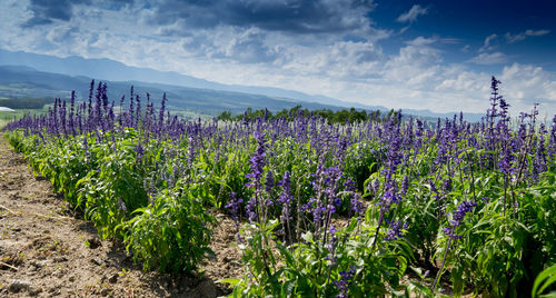 Purple flowers growing on field