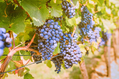 Close-up of grapes growing in vineyard