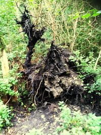 Trees growing in forest