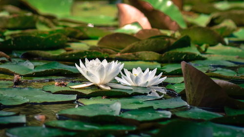 Close-up of lotus water lily in lake