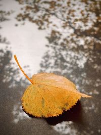 High angle view of dry maple leaf on snow