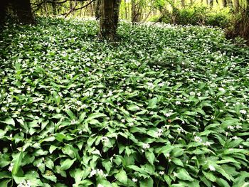 Trees growing in forest